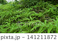 Kyoto, Fushimi, forest, mountain, Japan, landscape, trees, grass, shrine 141211872