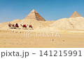 Bedouin camels and horses near the Egyptian pyramids, Cairo, Giza 141215991