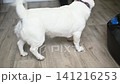 Angry dog barks loudly at vacuum cleaner inside room. 141216253