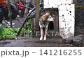 Loyal dog stands near wooden kennel entry on chain. 141216255