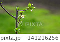 Blooming branch grows on green grass background. 141216256