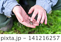 Small lizard sits on open child hand outdoors. 141216257