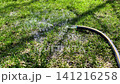 garden hose watering green grass with water spraying onto lawn, 141216258