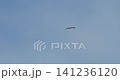 European White Stork and Common Buzzard Fly Flying together in spring sky. Ciconia Ciconia and Buteo Buteo. Slow motion. European White Stork and Common Buzzard Fly Flying together in spring sky. Ciconia Ciconia and Buteo Buteo. Slow motion. 141236120