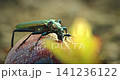 Metallic green beetle Aromia moschata feeding on a fermented plum fruit in macro Metallic green beetle Aromia moschata feeding on a fermented plum fruit in macro 141236122
