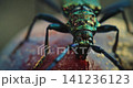 Metallic green beetle Aromia moschata feeding on a fermented plum fruit in macro Metallic green beetle Aromia moschata feeding on a fermented plum fruit in macro 141236123