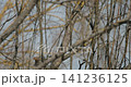 Bird Hidden Amongst Twisted Branches in Nature Scene Bird Hidden Amongst Twisted Branches in Nature Scene 141236125