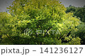 Cotinus coggigria. impressive bush displaying bright green leaves in harmony. European Smoketree, Eurasian Smoketree, Smoke Tree, Smoke Bush, Venice Sumach, Or Dyer's Sumach Is A Species Of Flowering Cotinus coggigria. impressive bush displaying bright green leaves in harmony. European Smoketree, Eurasian Smoketree, Smoke Tree, Smoke Bush, Venice Sumach, Or Dyer's Sumach Is A Species Of Flowering 141236127