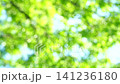 令人耳目一新的深綠色夏日景象。 141236180