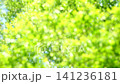 令人耳目一新的深綠色夏日景象。 141236181