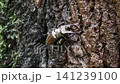 クワガタムシの生態 141239100