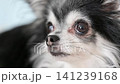 一隻可愛的吉娃娃犬放鬆地躺在墊子上,看著鏡頭。 一隻可愛的吉娃娃犬放鬆地躺在墊子上,看著鏡頭。 141239168