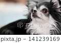 一隻可愛的吉娃娃犬放鬆地躺在墊子上,看著鏡頭。 一隻可愛的吉娃娃犬放鬆地躺在墊子上,看著鏡頭。 141239169