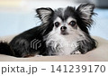 一隻可愛的吉娃娃犬放鬆地躺在墊子上,看著鏡頭。 一隻可愛的吉娃娃犬放鬆地躺在墊子上,看著鏡頭。 141239170