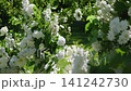 White floral wedding decorations in lush garden setting with greenery 141242730