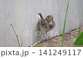 The white wagtail Motacilla alba is feeding its chick on the ground, and the chick is begging for food 141249117