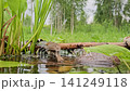 European robin (Erithacus rubecula) bathing in clear water with reflection. Small songbird with orange breast and brown plumage, nature, wildlife, details, and fresh air in a summer habitat 141249118