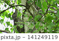 A young gray woodpecker sits on a birch tree in the wild. 141249119