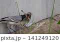 White wagtail on the ground feeds its chick, chick begs for food, Motacilla alba. 141249120