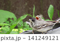 The chick is begging for food, and the white wagtail Motacilla alba is feeding its chick on the ground 141249121
