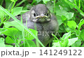 A bird's nestling in the green grass. 141249122