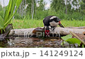 A young woodpecker bathing. Spotted woodpecker, Dendrocopos major. The bird is drinking water from a natural pond and bathing from a very close distance. A beautiful green background in the wild at a 141249124