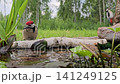Large spotted woodpecker, young Dendrocopos major. The bird is sitting on a beautiful green background in the wild at a watering hole. Close-up 141249125