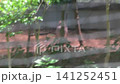 岐 141252451