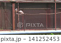 岐 141252453