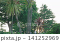 Scenery of hill park where harbor can be seen 141252969