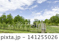 A landscape of raspberry farms under the summer blue sky. 141255026