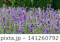 Close-up view of a honeybee pollinating vibrant purple lavender flowers blooming in a lush green field, capturing a serene moment in a sunny summer garden. High quality 4k footage 141260792