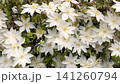 A beautiful, close-up top view of full-bloom white clematis flowers with contrasting yellow stamen centers, creating a dense and elegant natural floral pattern. High quality 4k footage 141260794