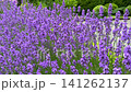 Close-up view of a honeybee pollinating vibrant purple lavender flowers blooming in a lush green field, capturing a serene moment in a sunny summer garden. High quality 4k footage 141262137