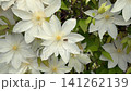 A beautiful, close-up top view of full-bloom white clematis flowers with contrasting yellow stamen centers, creating a dense and elegant natural floral pattern. High quality 4k footage 141262139