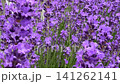 Close-up view of a honeybee pollinating vibrant purple lavender flowers blooming in a lush green field, capturing a serene moment in a sunny summer garden. High quality 4k footage 141262141