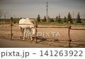 White Horse Grazing in Sandy Paddock Inside Wooden Fence Enclosure 141263922