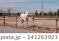 White Horse Standing Behind Wooden Fence in Sandy Paddock at Rural Farm 141263923