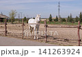 White Horse Standing in Outdoor Sandy Paddock Behind Wooden Fence 141263924