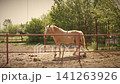 Majestic Palomino Horse Walking Through Sandy Paddock on Rural Equestrian Farm 141263926