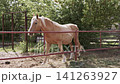 Palomino Horse with White Mane Walking Behind Red Fence in Paddock 141263927