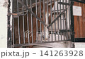 Brown Horse Looking Through Metal Bars Inside Wooden Stable Stall 141263928