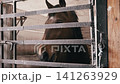 Close Up of Bay Horse Peering Through Bars Inside Rustic Barn Stall 141263929