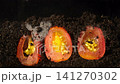 Section view of nature growth process as seeds germinate and sprout into small plants. 141270302