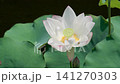 A lotus flower blooming in a pond at a nature park. 141270303