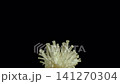Mushroom sprouting and expanding over time, illustrating natural growth and life cycle. 141270304