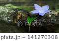 Purple flower in a stone pond with drops on a leaf. 141270308