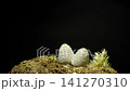 Growing oyster mushroom rising from ground time lapse 4k footage. 141270310