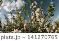 timelapse, time lapse, Blooming apple tree branches with pink and white flowers timelapse, time lapse, Blooming apple tree branches with pink and white flowers 141270765