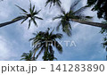 Looking up through coconut sunny 141283890